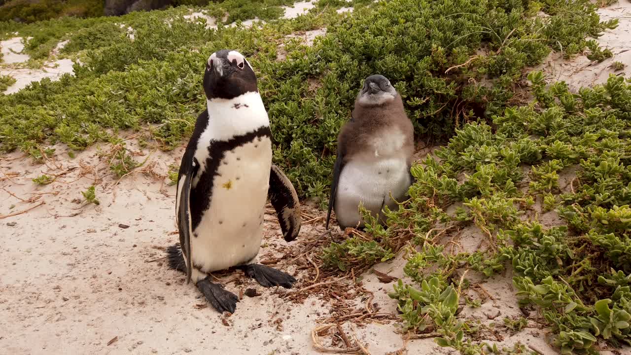 pingüinos africanos en boulders beach, ciudad del cabo, sudáfrica