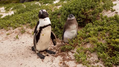 Pingüinos-Africanos-En-Boulders-Beach,-Ciudad-Del-Cabo,-Sudáfrica