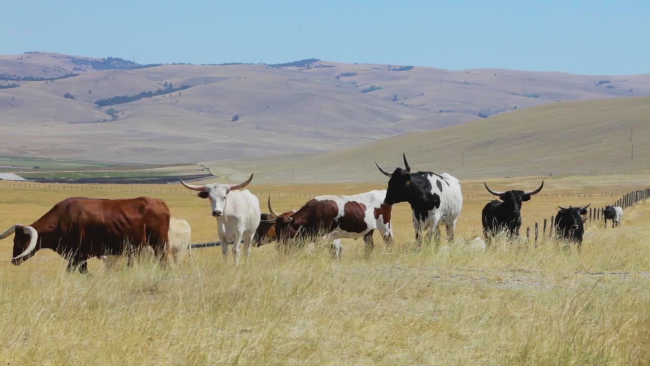 디어 롯지 몬타나 근처의 열린 범위에 있는 소