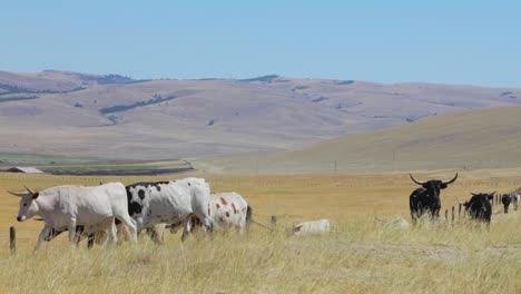 Ganado-En-El-Campo-Abierto-Cerca-De-Deer-Lodge-Montana