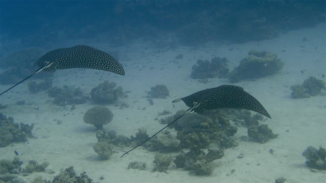 Two eagle rays swimming next to eachother over a sandy bottom in 4k