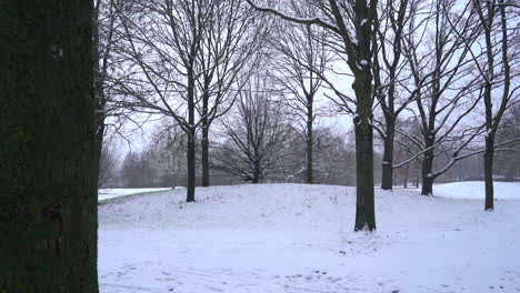 snowy park with a few trees