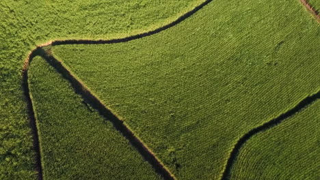 aerial birds eye view of a sugar cane plantation in south africa