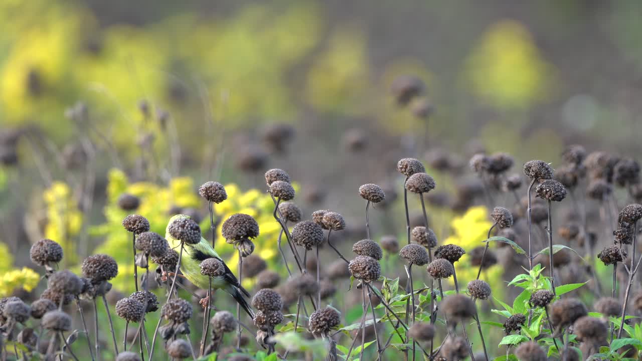 un pinzón dorado comiendo semillas de flores flor las cabezas de flores muertas