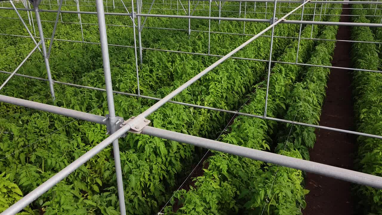 토마토 온실 내부 조감도