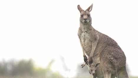 Grey-kangaroos-foraging-and-enjoying-the-warmer-weather