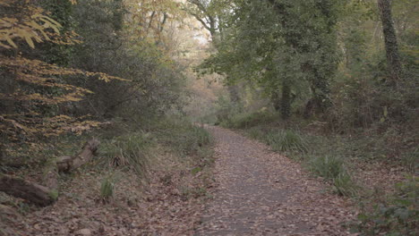 Weg-Im-Herbst---Herbstwald-Bedeckt-Von-Goldenen-Blättern---Unbenotet