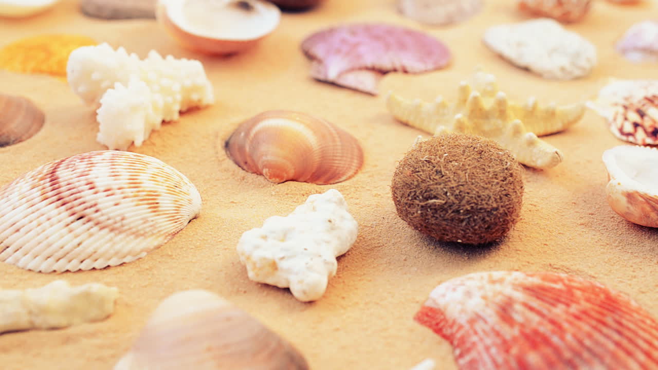 Conchiglie sulla spiaggia. Riprese sulla spiaggia.
