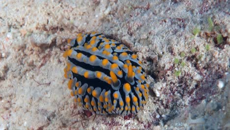 phyllida coelestis sea slug crawling over sandy coral reef in the philippines