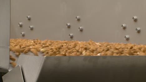 almond nuts are shaken on a conveyor line in a food factory