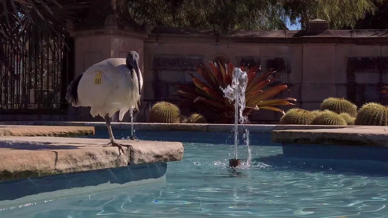 En mærket australsk hvid ibis solbader nær et springvand