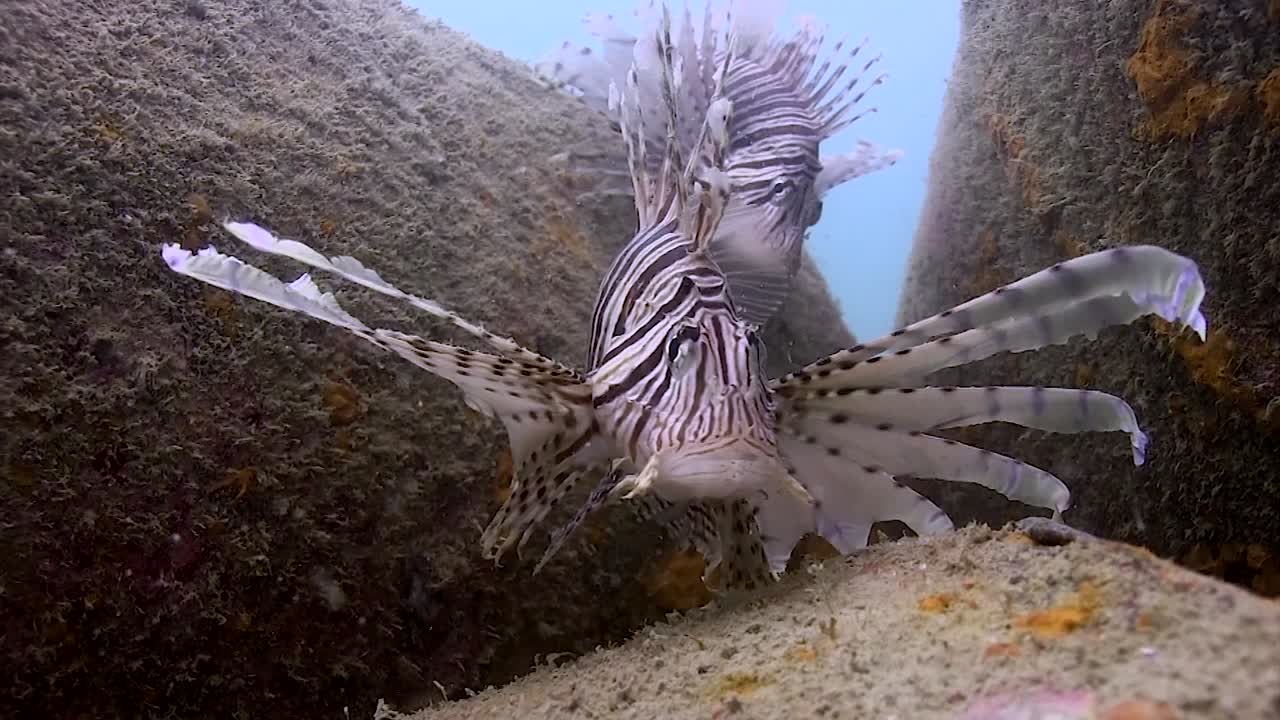 폐차장 2에서 lionfish