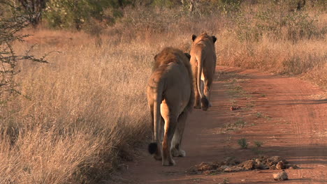 Dos-Leones-Machos-Caminando-Por-La-Carretera