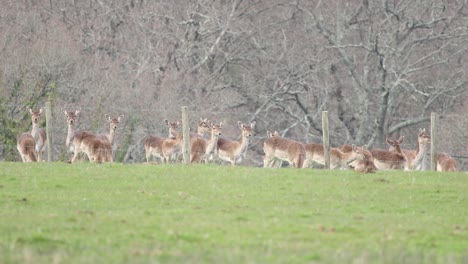 deer in the new forest clip 11