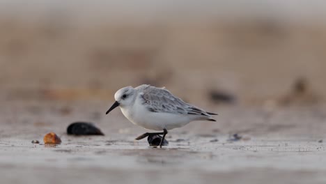 plover nevado en una playa