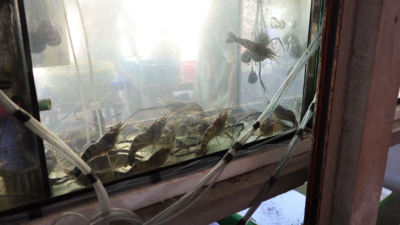 물로 가득 찬 유리 크 안에서 움직이는 새우들.