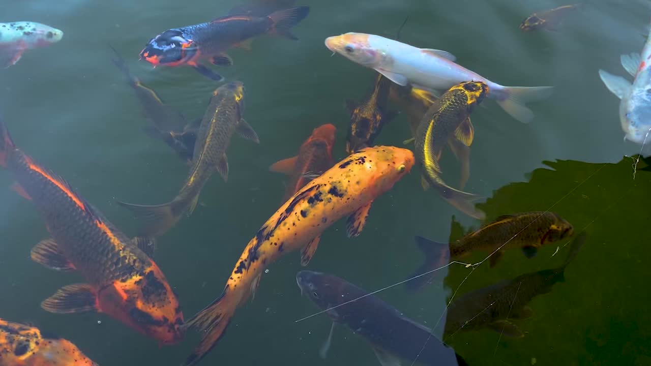 흐르는 물이 있는 민물 연못에서 수영하는 잉어 또는 일본 멋진 잉어 물고기의 슬로우 모션 비디오