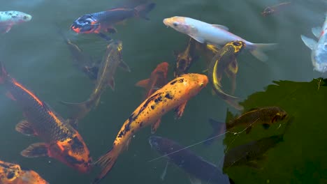 slow motion video of koi or japan fancy carps fish swimming in fresh water pond with flowing water