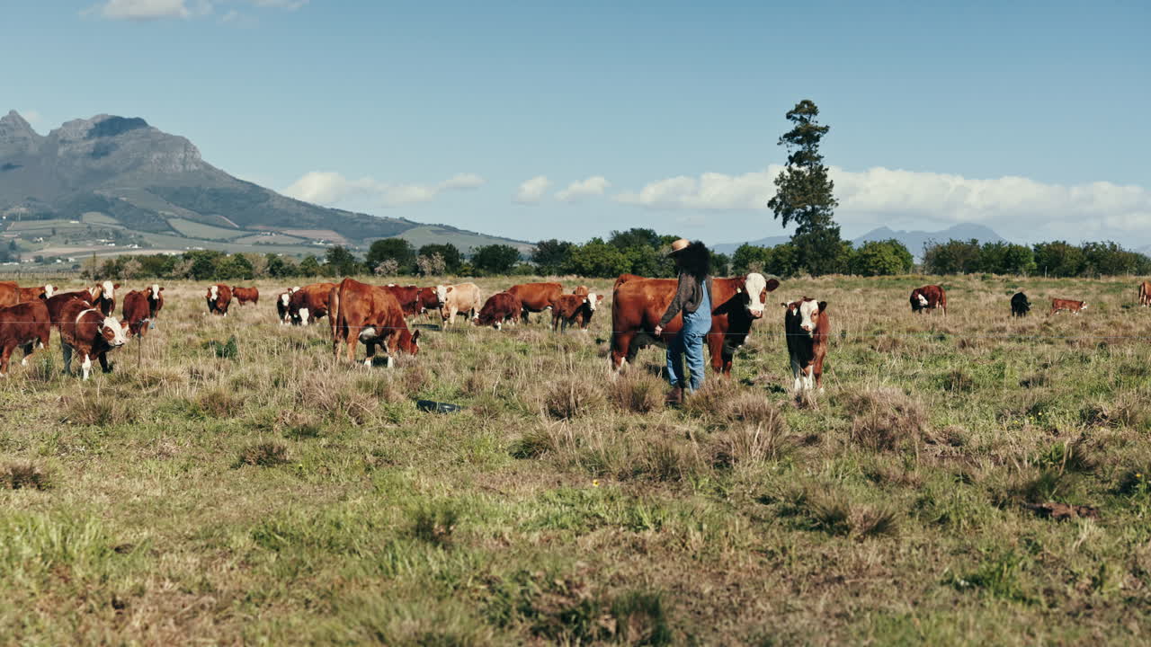 Gado, fazendeiro e caminhando para as vacas no campo