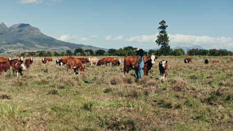 cattle, farmer and walking to cows in field