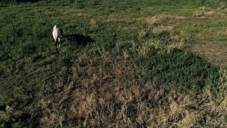 4k-Drohne-Foo4k-Drohnenaufnahmen-Von-Pferden,-Die-Gras-Auf-Einer-Chilenischen-Farm-Fressen