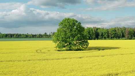 Circling-around-oak-tree-in-rapeseed-field