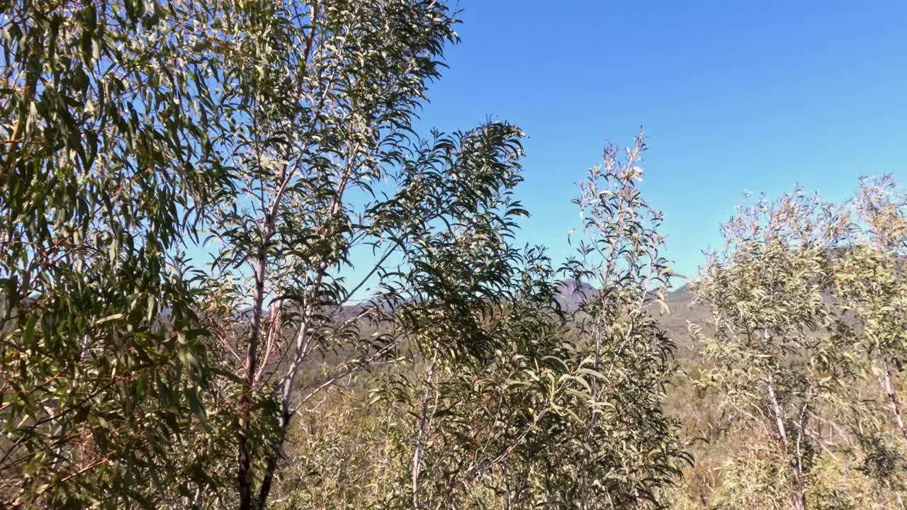 árboles de eucalipto moviéndose en una fuerte brisa