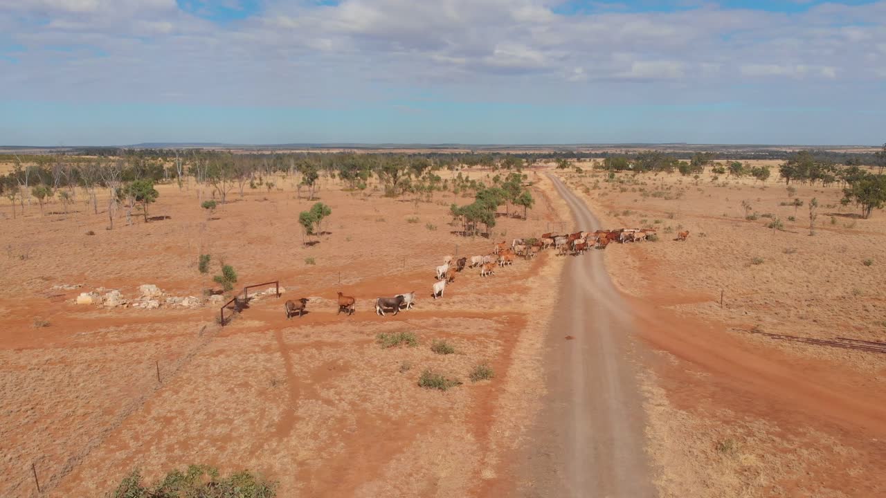 Bestiame in corsa con un quad in una fattoria di Emerald, Queensland, Australia