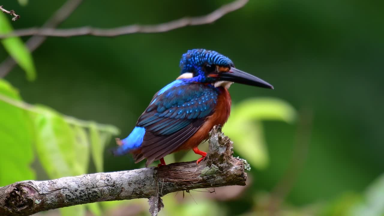 el martín pescador de orejas azules es un pequeño martín pescador que se encuentra en tailandia y es buscado por los fotógrafos de aves debido a sus hermosas orejas azules, ya que es una pequeña, linda y esponjosa bola de plumas azules de un pájaro