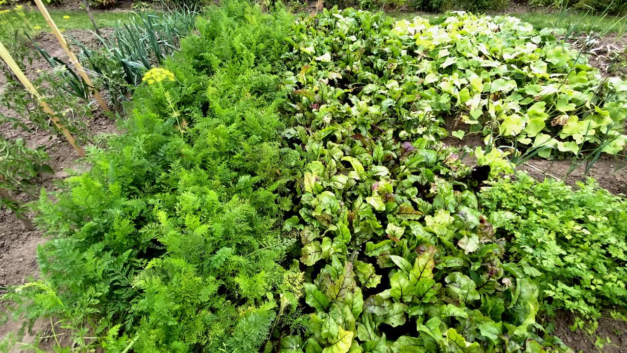 carrots, beets and other vegetables growing on small home garden. High angle