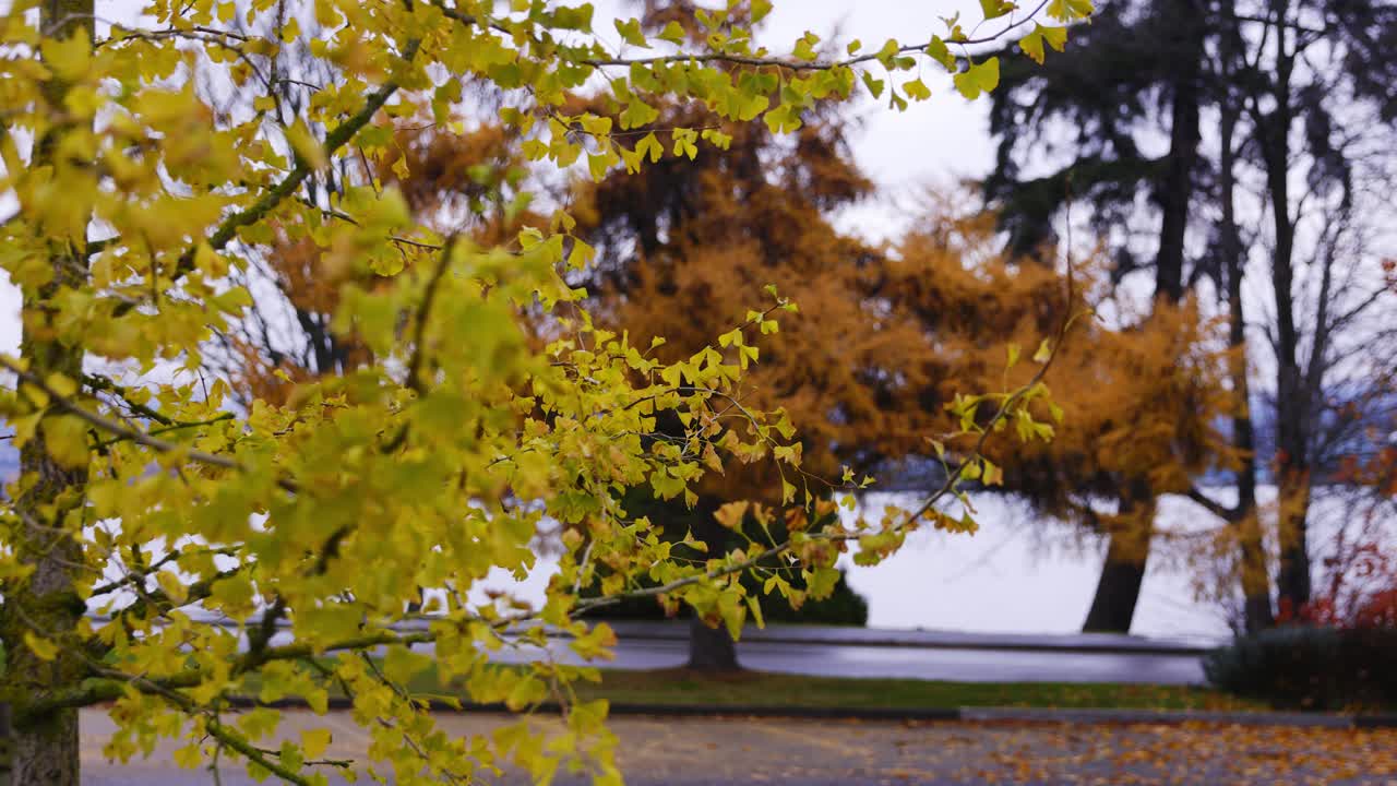 árbol de ginkgo biloba en stanley park durante la temporada de otoño en un día lluvioso