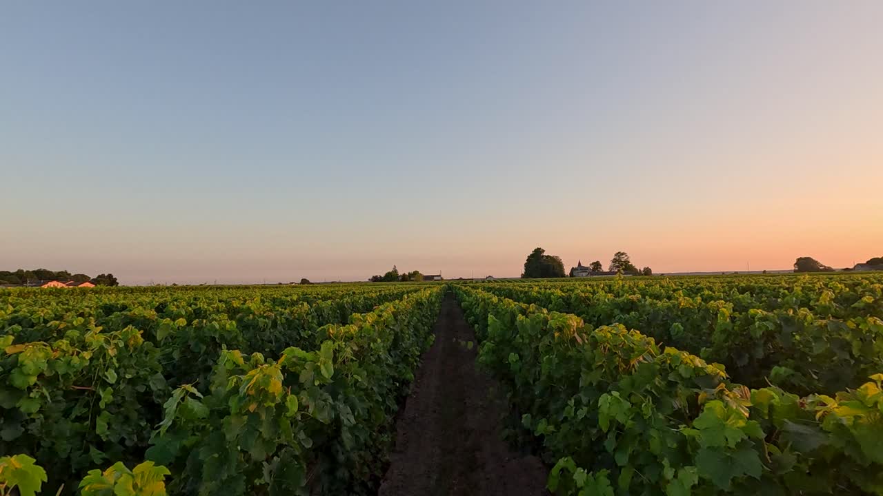 el viñedo al atardecer en castillon-la-bataille, francia