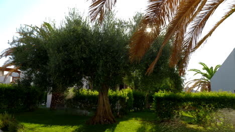 green garden with olive and palm trees on sunny summer day