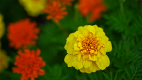 Bright-yellow-marigold-in-summer-garden