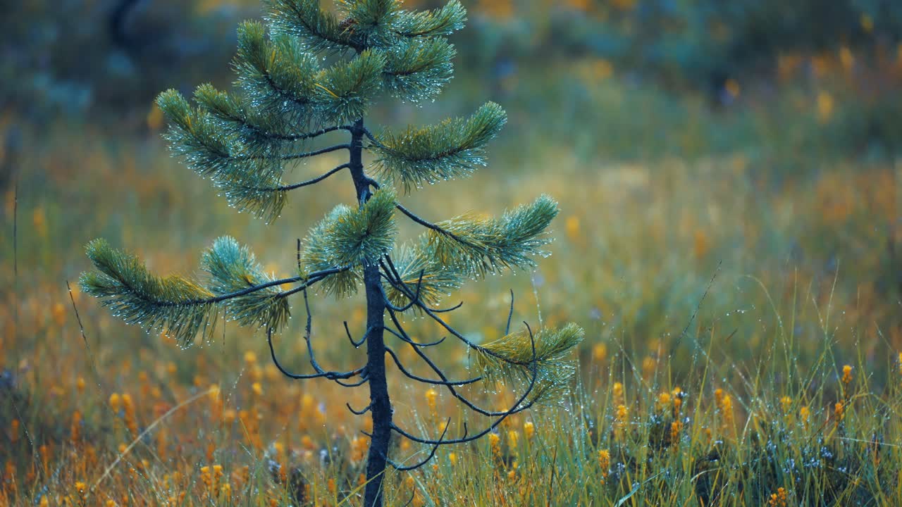 A detailed close-up of a young pine tree in the rain, with raindrops adorning its needles