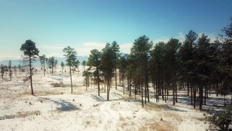 slow aerial rise over snowy evergreens to reveal blue rocky mountains on the horizon in the black forest in colorado