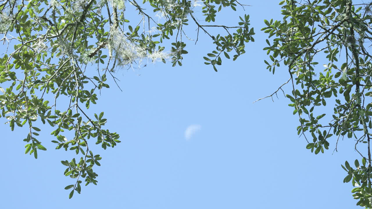 Half Moon Daytime Rack Focus to Mossy Tree with Birds Flying