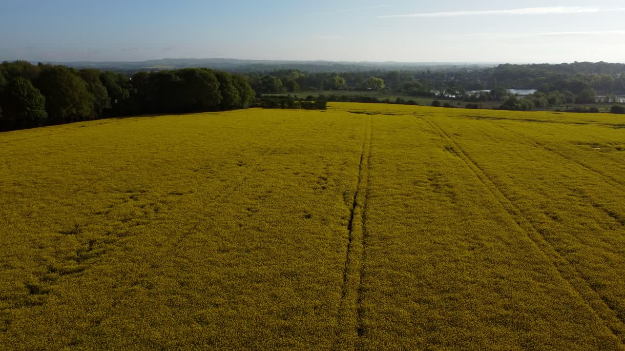Aerial view rising above colourful bright golden yellow rapeseed field countryside at sunrise