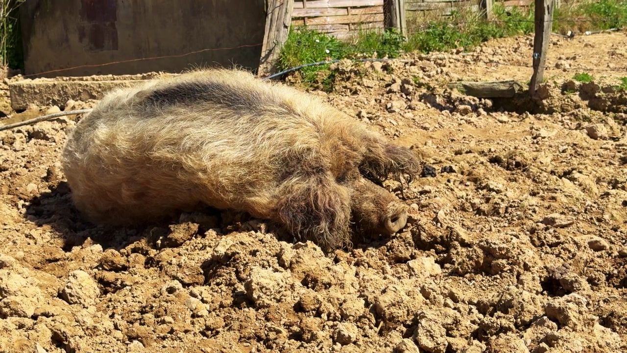 Maiale Mangalica o maiale lanoso, che dorme e riposa nel fango in una giornata di sole. Primo piano.