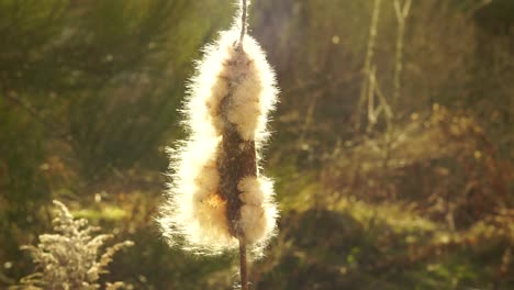 fluff cotton cattail reed (typha latifolia)