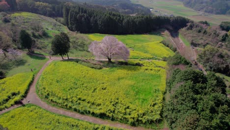 A-single-cherry-blossom-tree-in-Saga-Prefecture,-Kyushu,-Japan