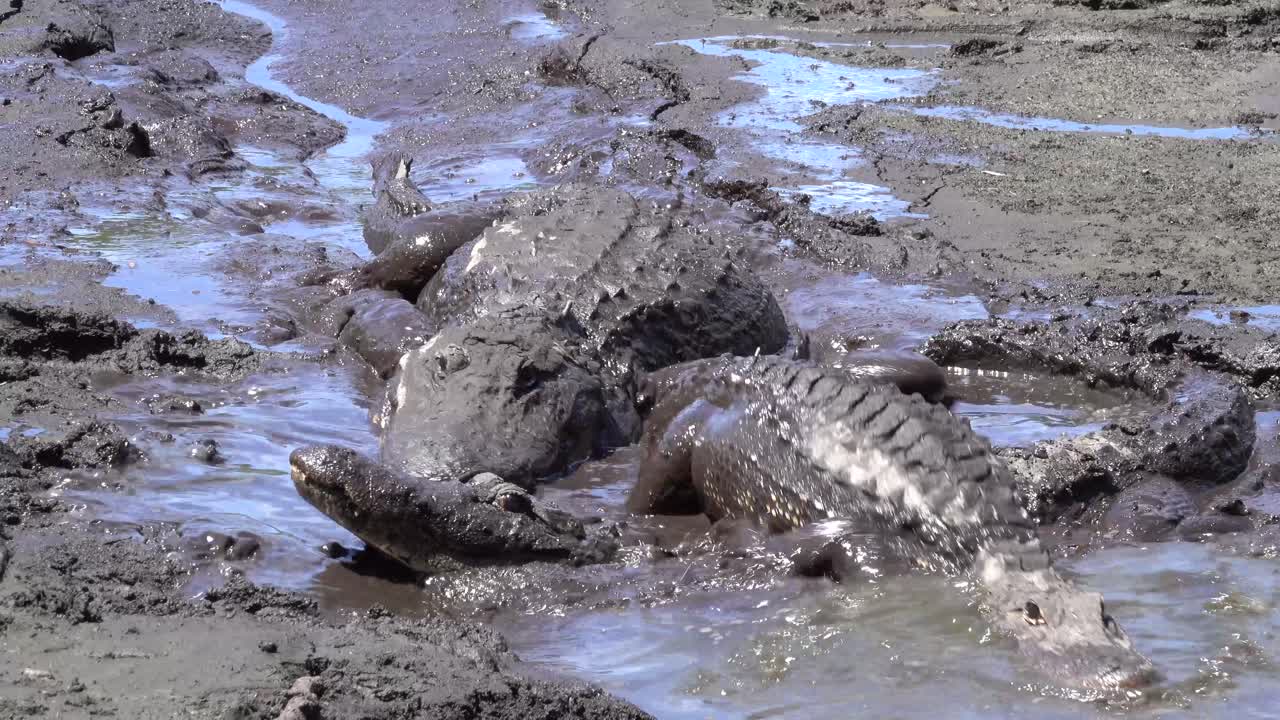los caimanes se arrastran unos sobre otros a través de un agujero de barro en los everglades de florida