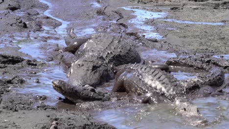 alligators crawl over each other through a mud hole in the florida everglades