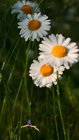 daisies in a meadow