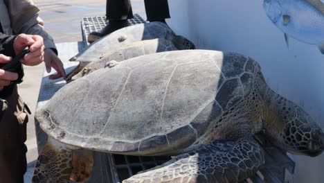 tres tortugas marinas ridley de kemp rescatadas descansando en el escalón del bote del guardabosques después de ser aturdidas por el frío por la explosión ártica de la tormenta de invierno en las aguas alrededor de corpus christi tx