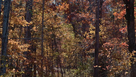 autumn forrest in appalachian mountains