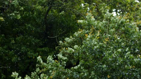 close up of treetops swaying heavily on windy day. handheld