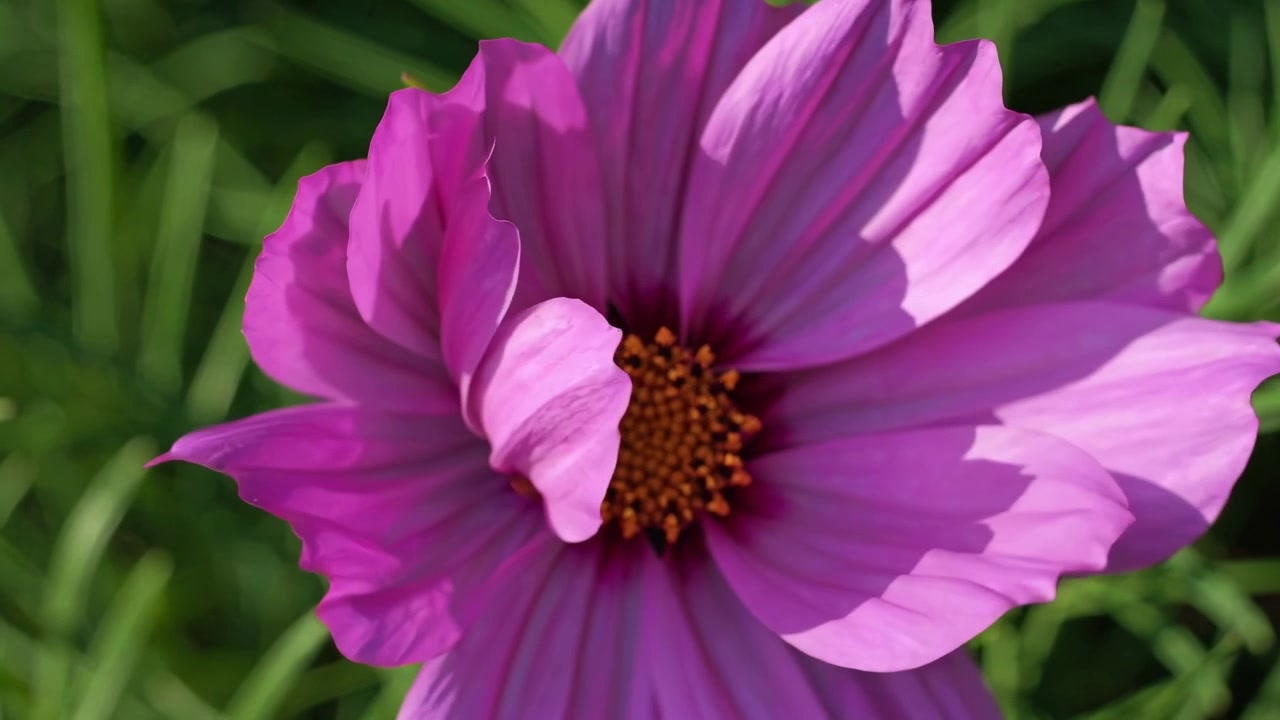 Time-lapse di un fiore di cosmo viola che sboccia nel giardino
