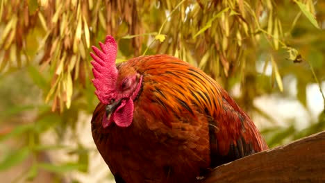 cock or rooster sitting on the fence