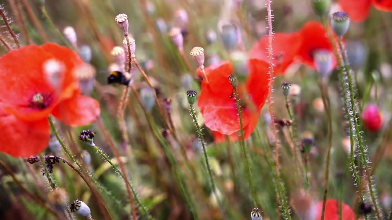Eine summende Hummel, die sich durch ein leuchtendes Feld roter Mohnblumen in der Region Dordogne in Frankreich bewegt